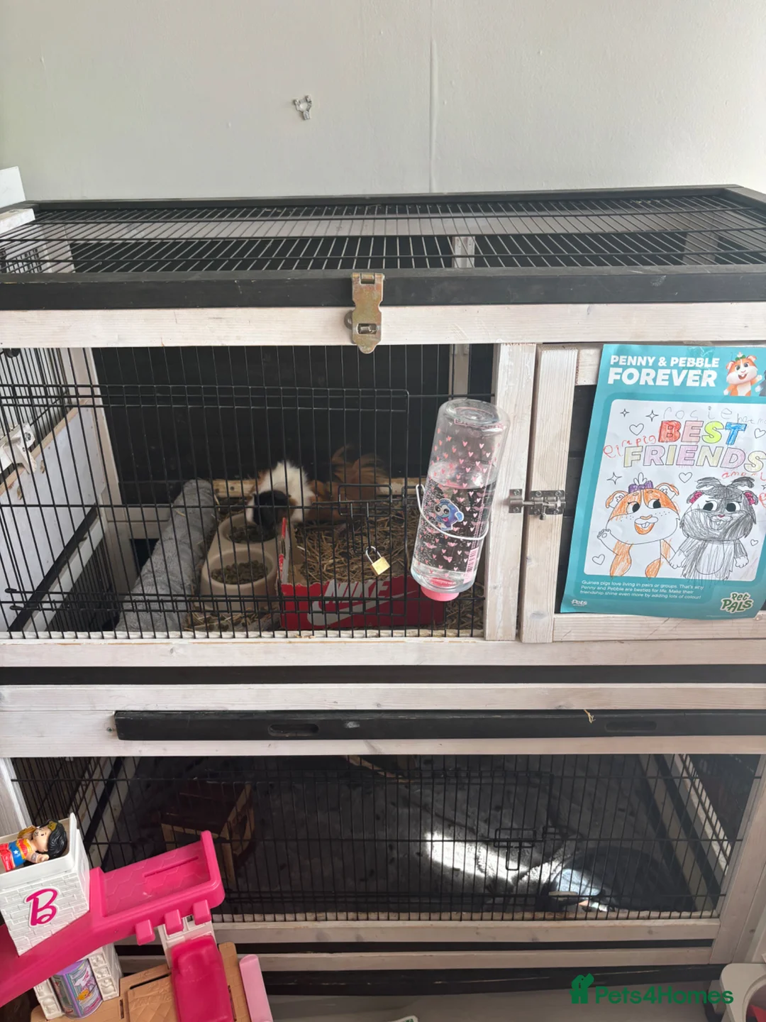 Guinea Pig rodents for sale: 2 female Guinea pigs and cage  in Staines - Advert 2