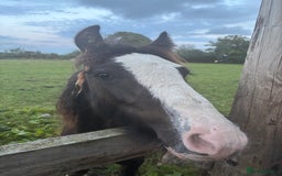 Other Breed horses for sale: ✨chocolate gypsy cob✨ - Image 5