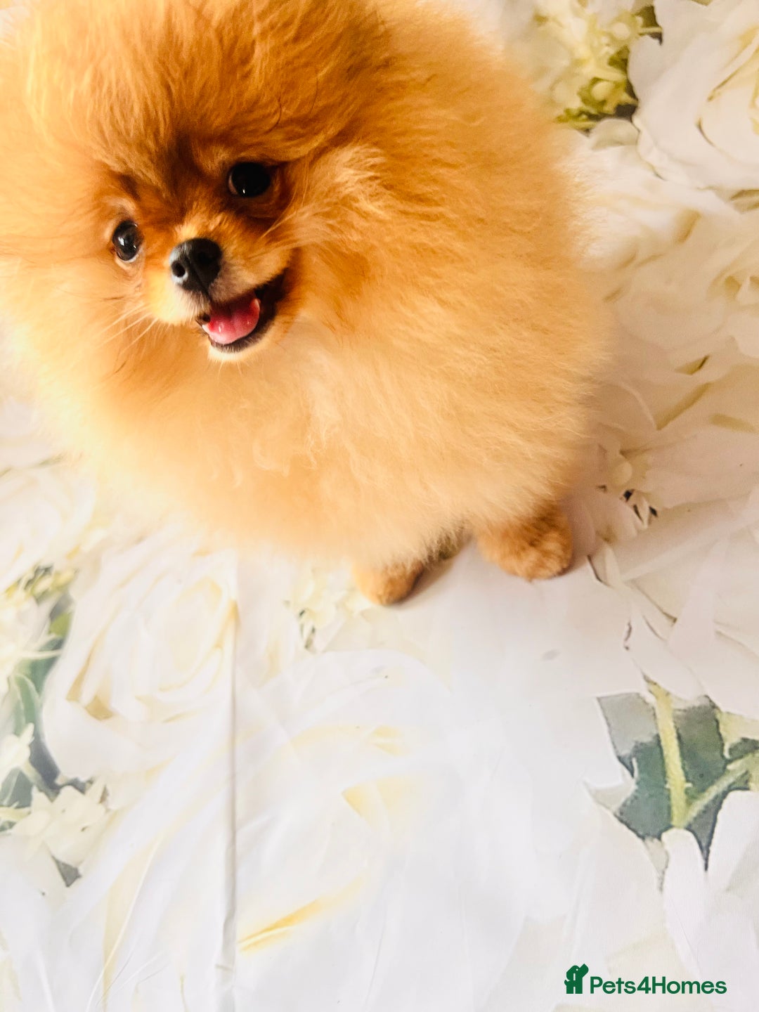 Pomeranian dogs for sale: 💗Last girl left! Royal Orange Pomeranian Pedigree - Image 30