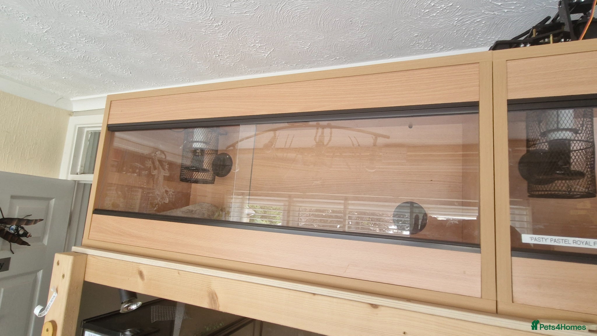 Python Snake reptiles for sale: Royal Python - Albino  - Advert 6