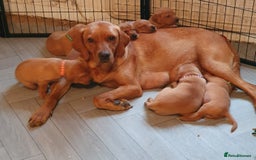 Labrador Retriever dogs for sale: **Only 2 Girls Left** Fox Red Labrador Puppies - Image 14