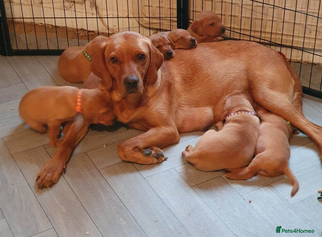 Labrador Retriever dogs for sale: **Only 2 Girls Left** Fox Red Labrador Puppies - Image 14