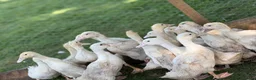 Ducks poultry for sale: White Campbell/Cherry Vally/Aylsburys  in Spalding - Advert 7