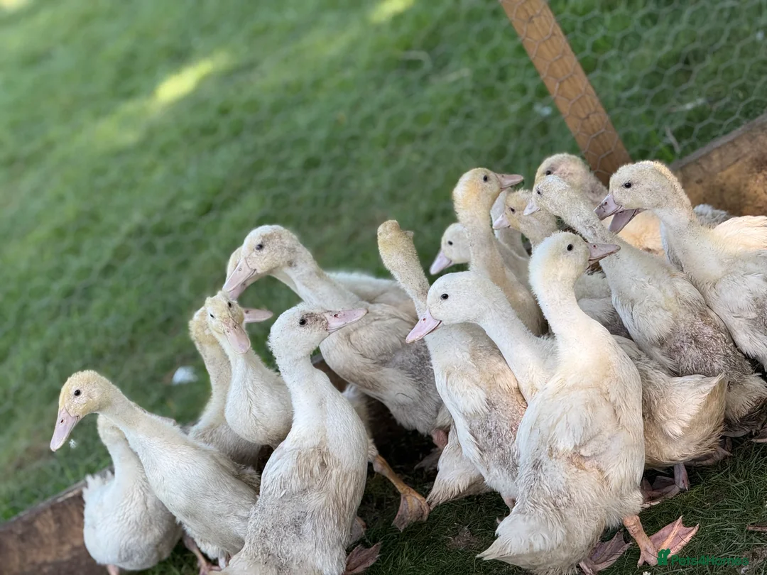Ducks poultry for sale: White Campbell/Cherry Vally/Aylsburys  in Spalding - Advert 7