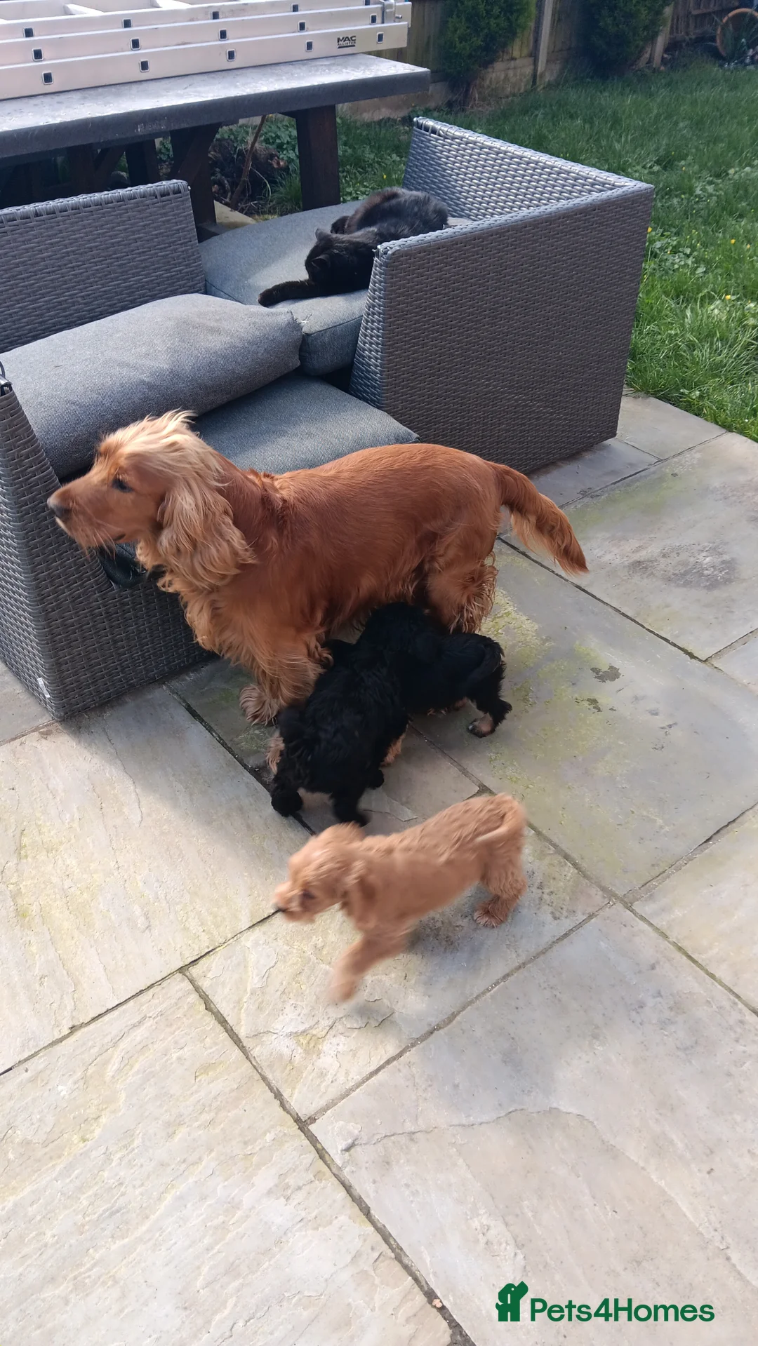 Cockapoo dogs for sale: Cockerpoo - Advert 20