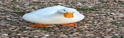 Ducks poultry for sale: Male duck for sale - Advert 1