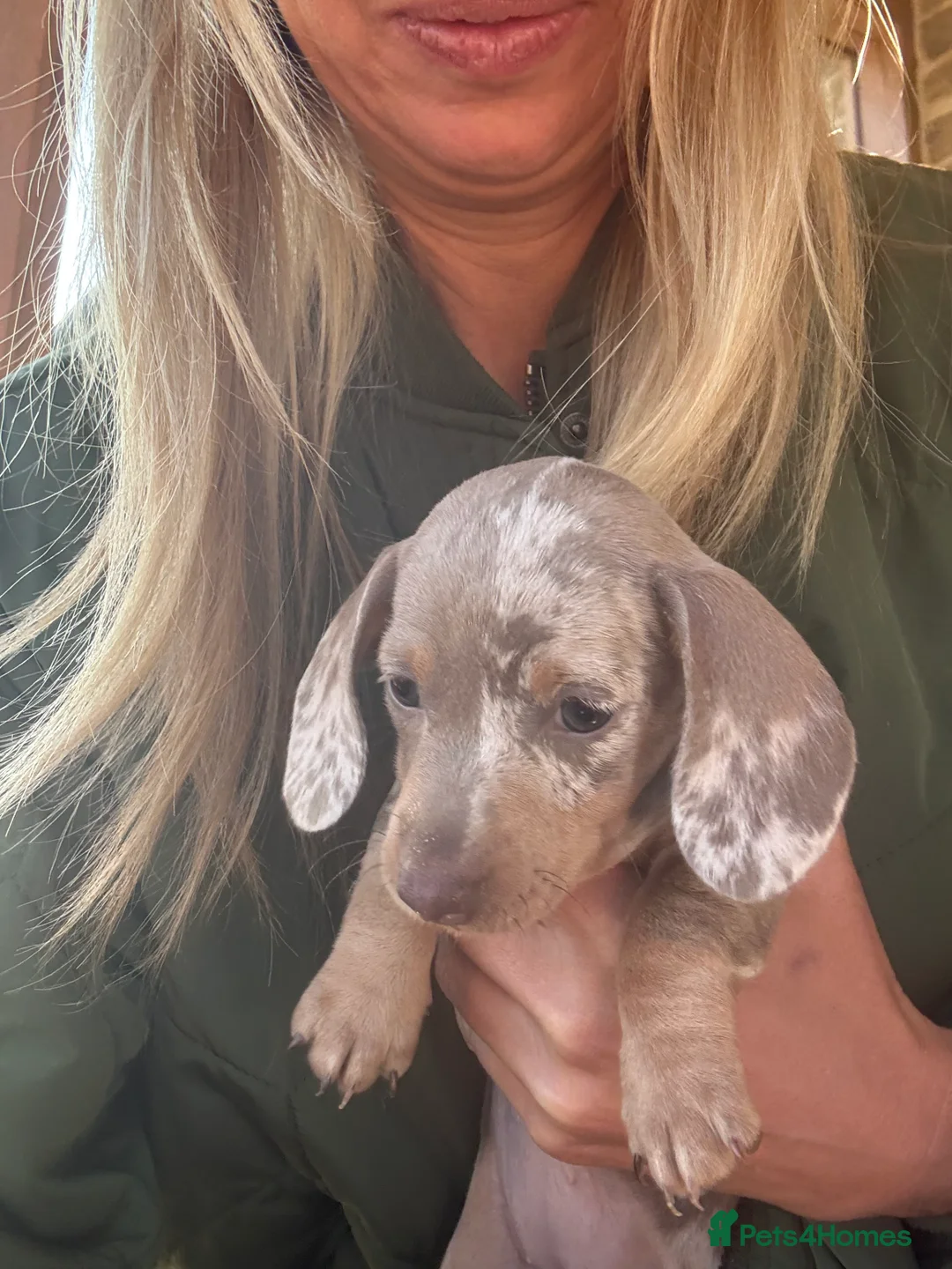 Miniature Dachshund dogs for sale: Beautiful Dachshunds  - Advert 2