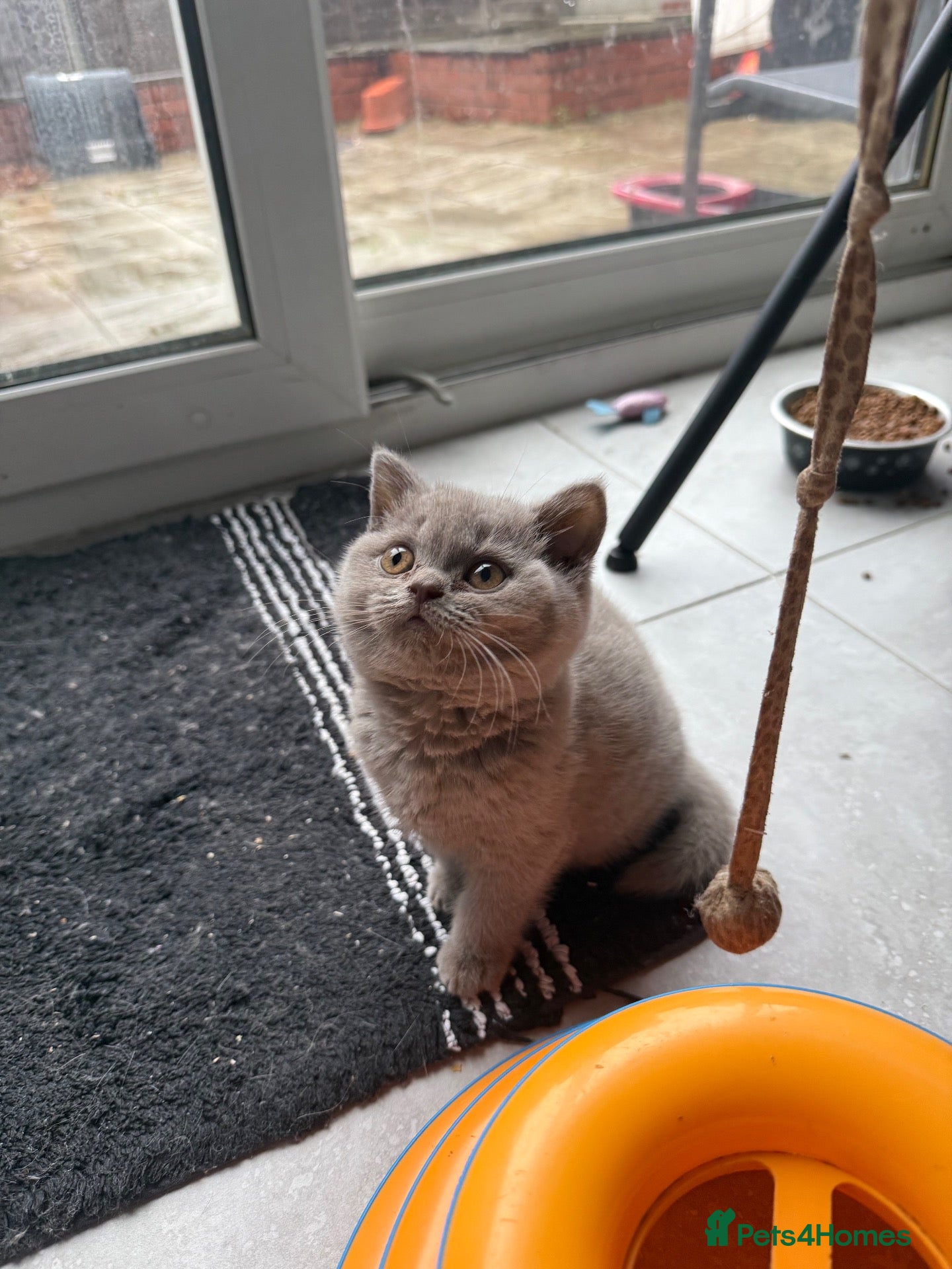 British Shorthair cats Price reduced !!! One last girl left - Advert 10