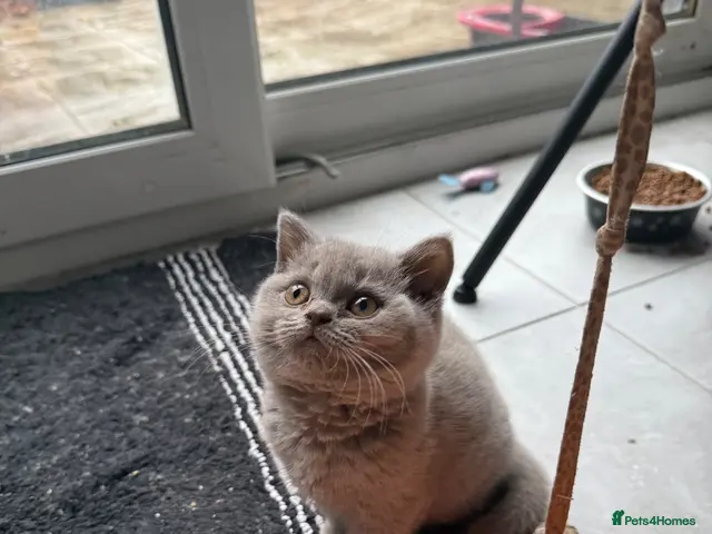 British Shorthair cats Price reduced !!! One last girl left - Advert 18