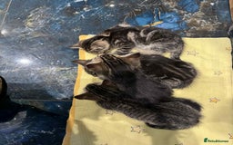 Mixed Breed cats for sale: Adorable Mixed Breed Kitten for Sale! - Image 8