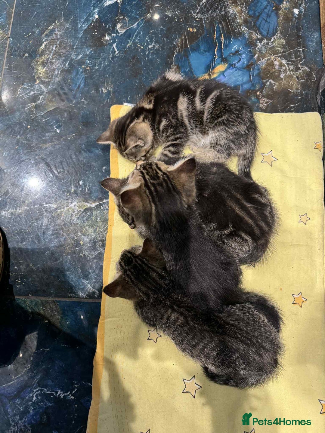 Mixed Breed cats for sale: Adorable Mixed Breed Kitten for Sale! - Image 8