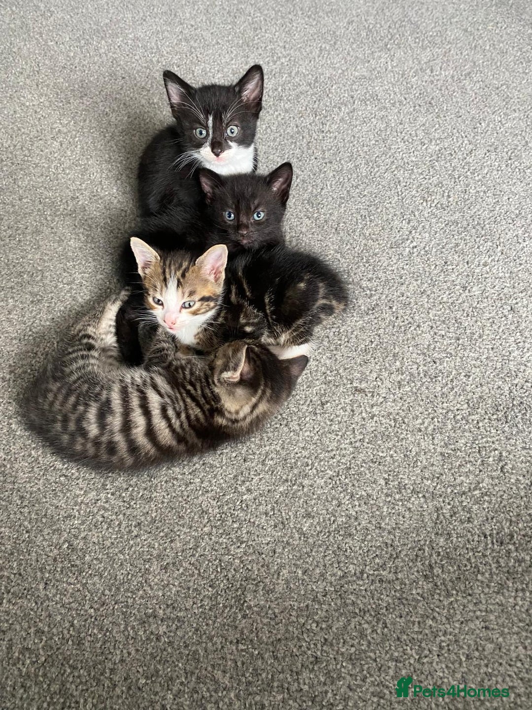 Domestic Shorthair cats for sale: kittens for sale ‼️❗️‼️❗️ - Image 6