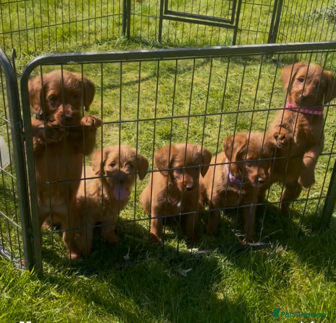 Labradoodle dogs Beautiful Red Labradoodle Pups *Ready Now* - Advert 1