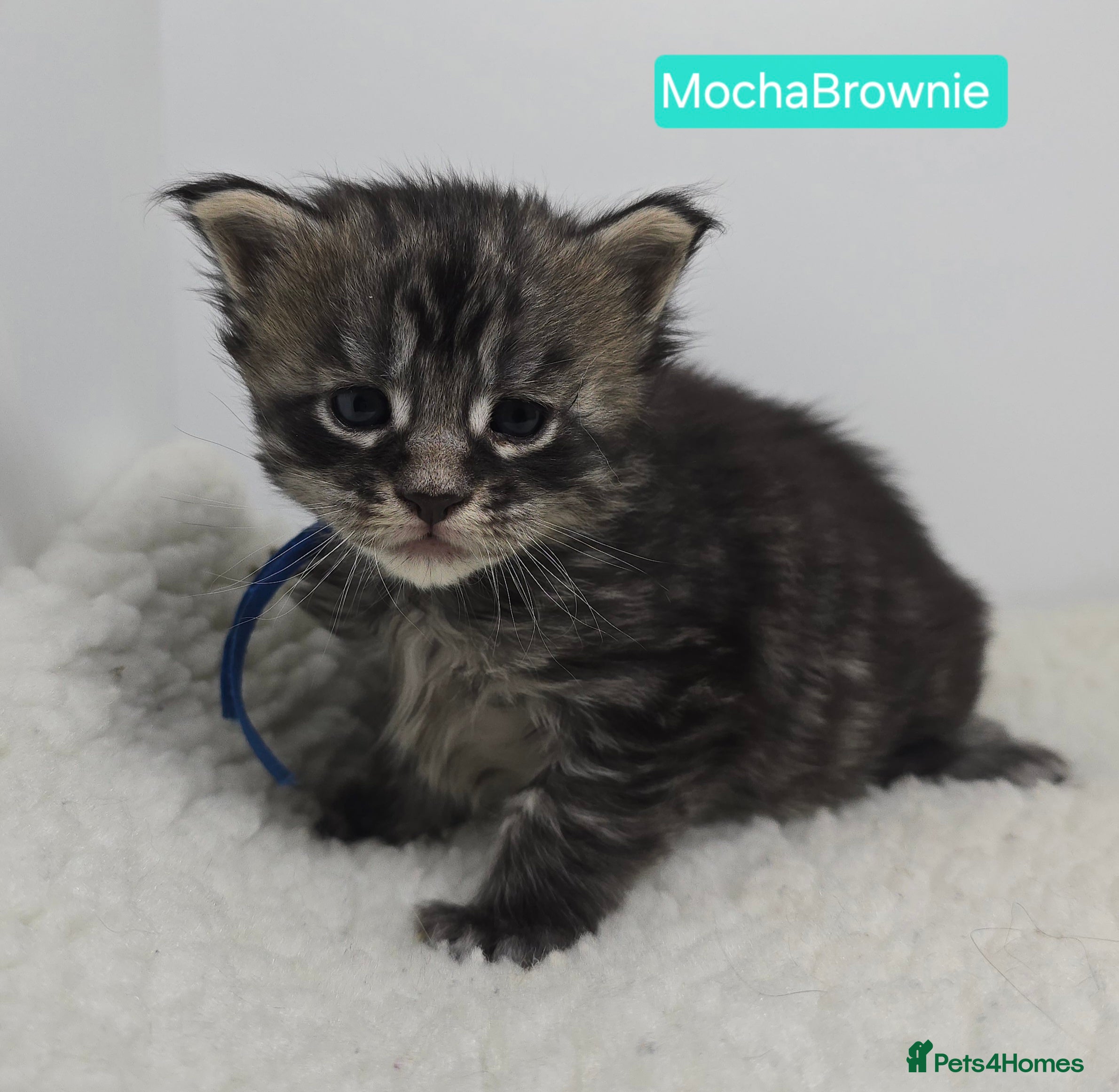 Maine Coon cats Beautiful TICA Pedigree Maine Coon Kittens - Advert 7