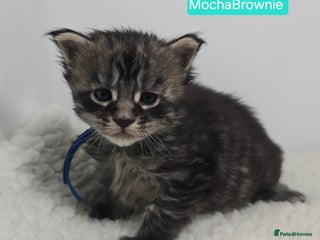 Maine Coon cats Beautiful TICA Pedigree Maine Coon Kittens - Advert 4