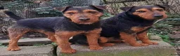 Lakeland Terrier dogs for stud: Stunning lakeland working terrier in Newark - Advert 9