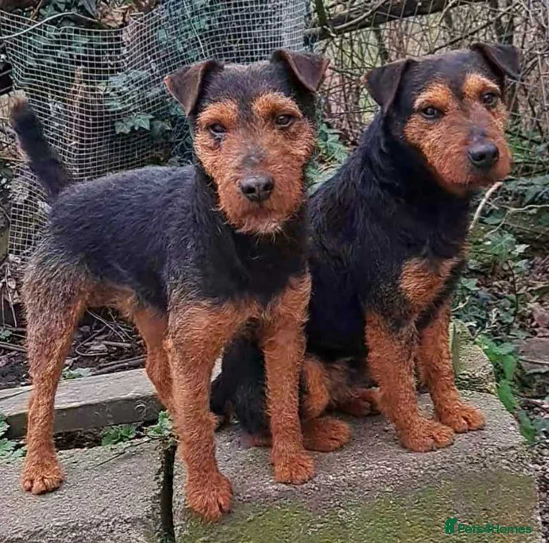 Lakeland Terrier dogs for stud: Stunning lakeland working terrier in Newark - Advert 9
