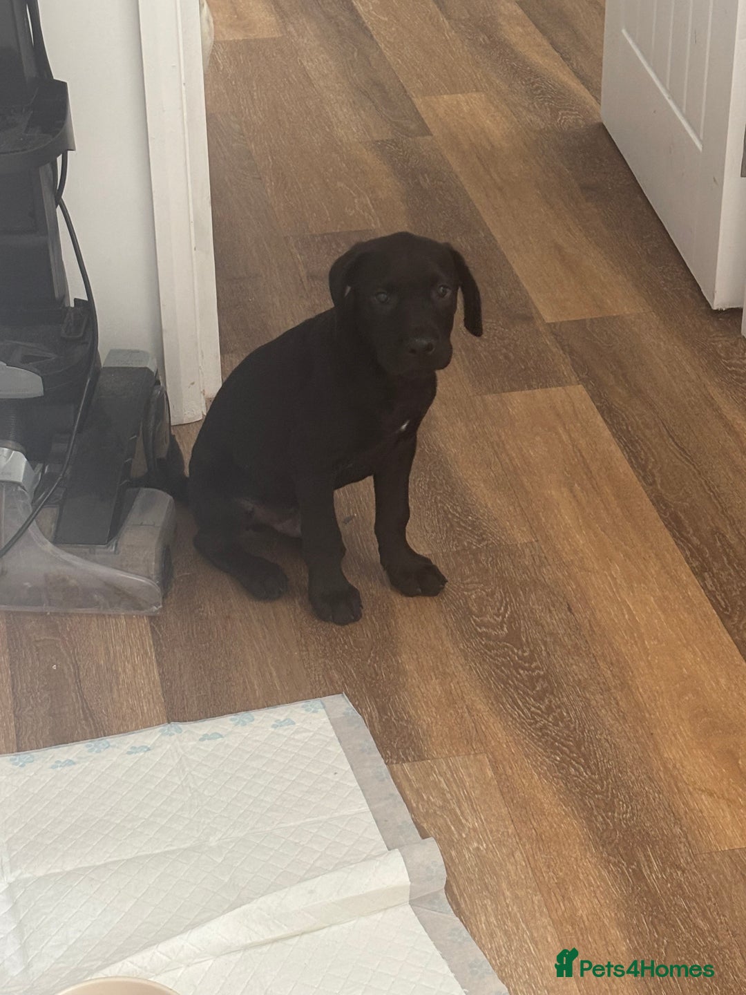 Presa Canario dogs for sale: Presa Canerio pup - Image 4