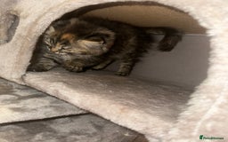 Ragdoll cats for sale: Ragdoll X bengals  - Image 18