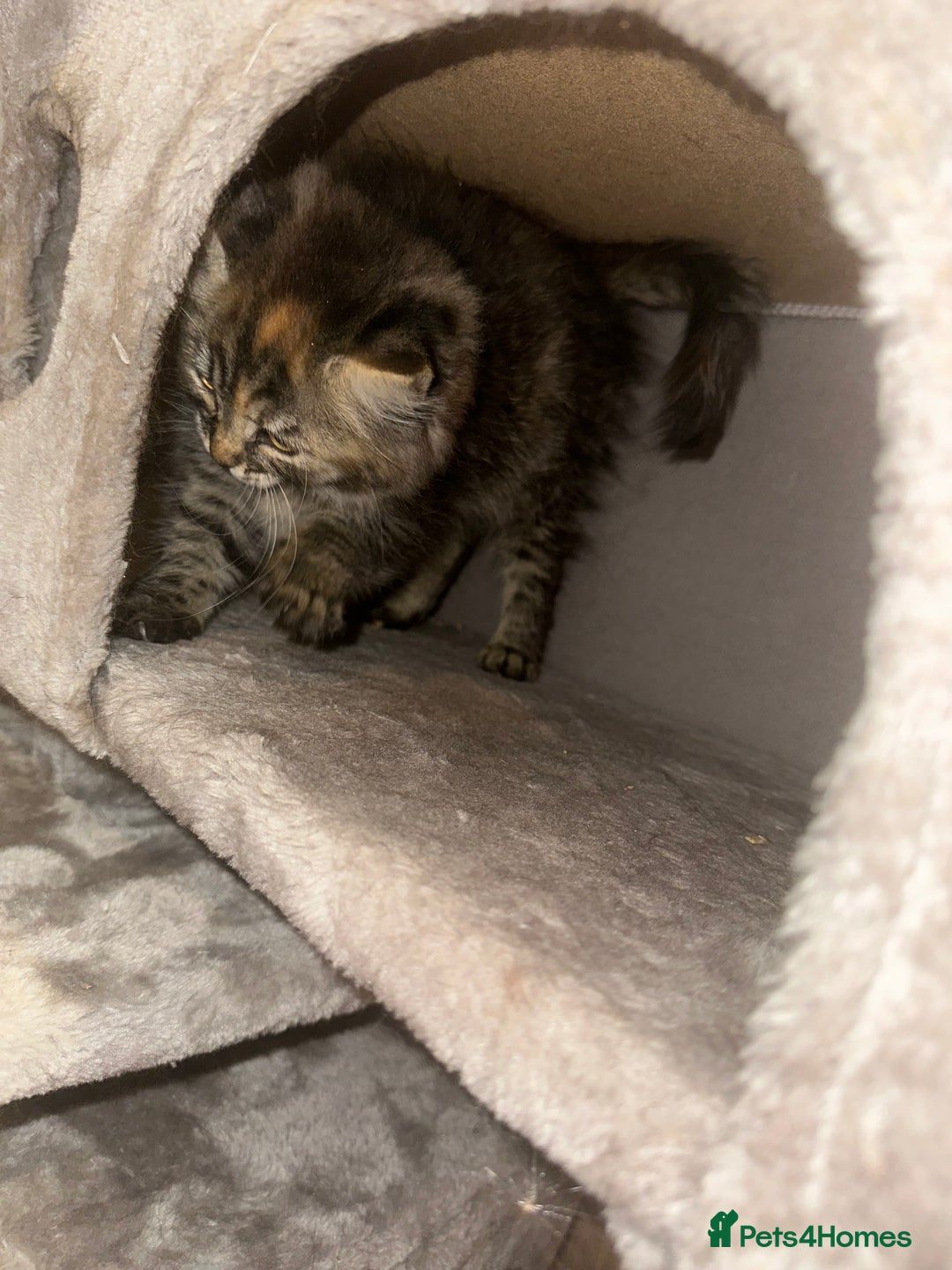 Ragdoll cats for sale: Ragdoll X bengals  - Image 18