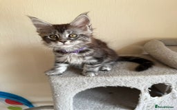 Maine Coon cats for sale: Pedigree GCCF Russian Import line Maine Coons - Image 28