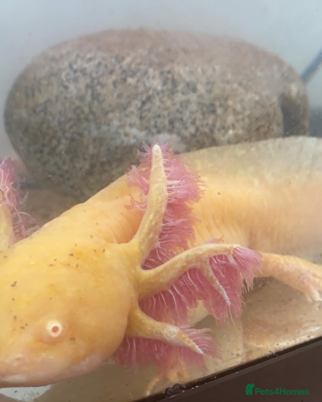 Axolotl reptiles for sale: 1 female 1 male axolotl for sale.  - Image 6