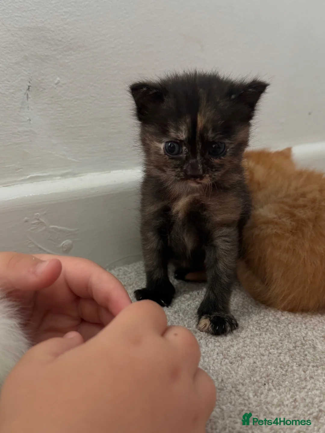 Mixed Breed cats for sale: Tortie female - Advert 2