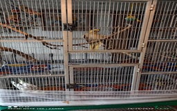 Cockatiels birds for sale: Cockatiels to a good home - Image 5