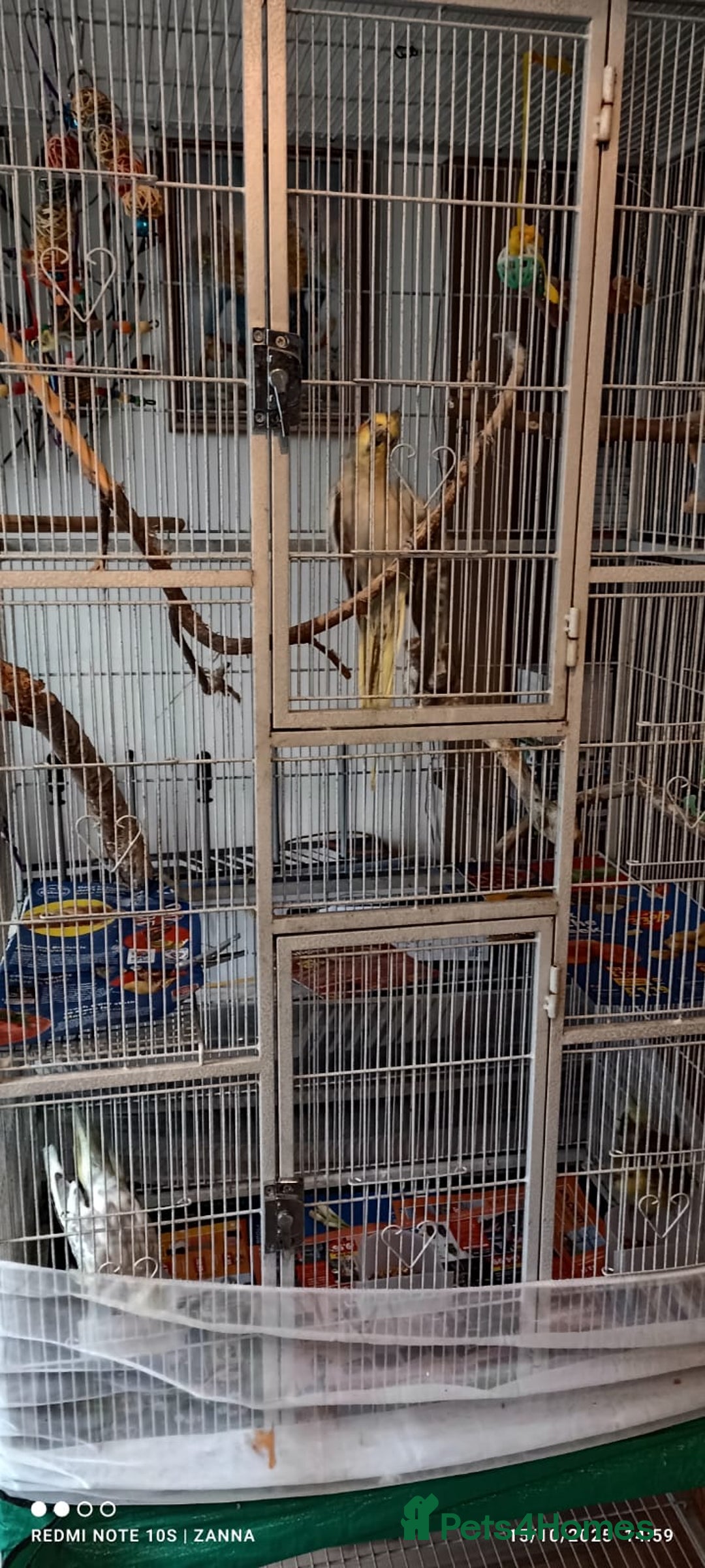 Cockatiels birds for sale: Cockatiels to a good home - Image 5