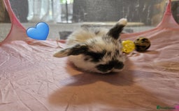 Mini Lop rabbits for sale: Stunning mini lop babies - Image 1