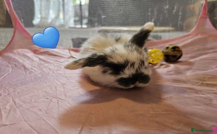 Mini Lop rabbits - Advert 11