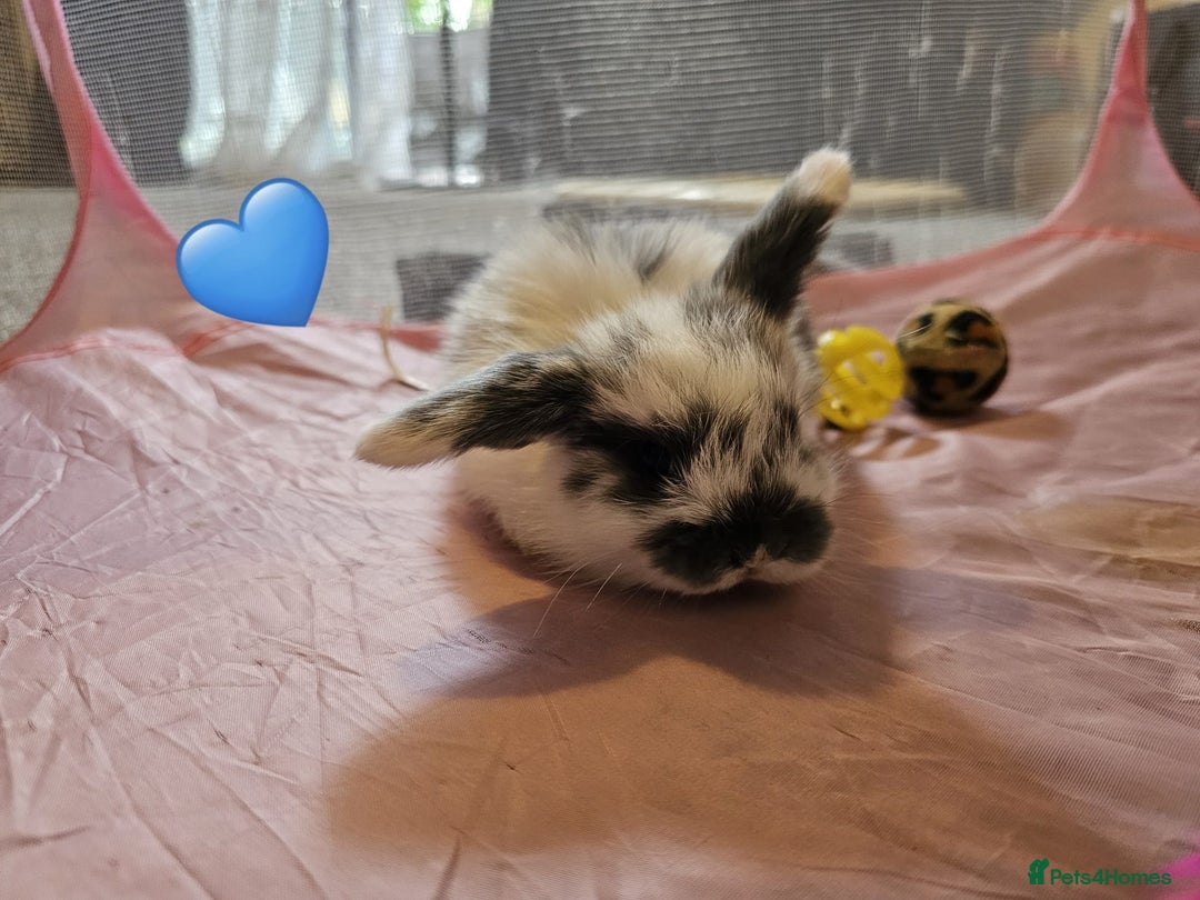 Mini Lop rabbits for sale: Stunning mini lop babies - Image 1