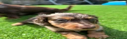 Miniature Dachshund dogs for sale: Miniature Long Haired Daschunds - Advert 7