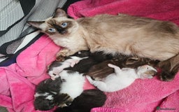 Mixed Breed cats for sale:  Kittens🥰Ragdoll and short hair domestic catcat  - Image 10