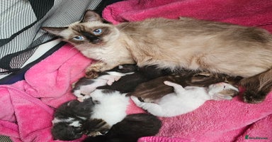 Mixed Breed cats - Advert 2