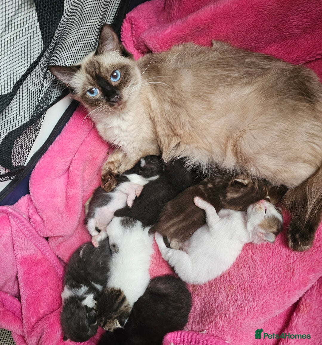Mixed Breed cats for sale:  Kittens🥰Ragdoll and short hair domestic catcat  - Image 10