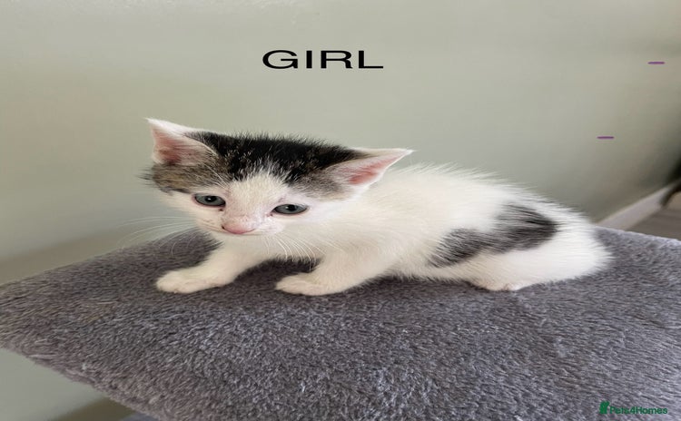 Mixed Breed cats - Advert 10