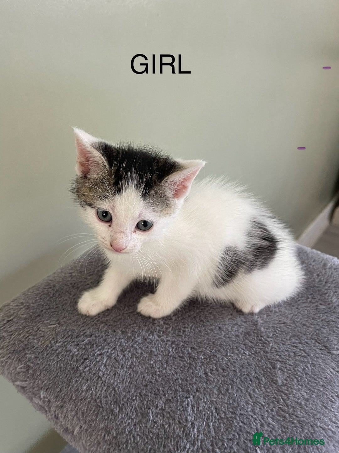 Mixed Breed cats for sale: kittens  - Image 1