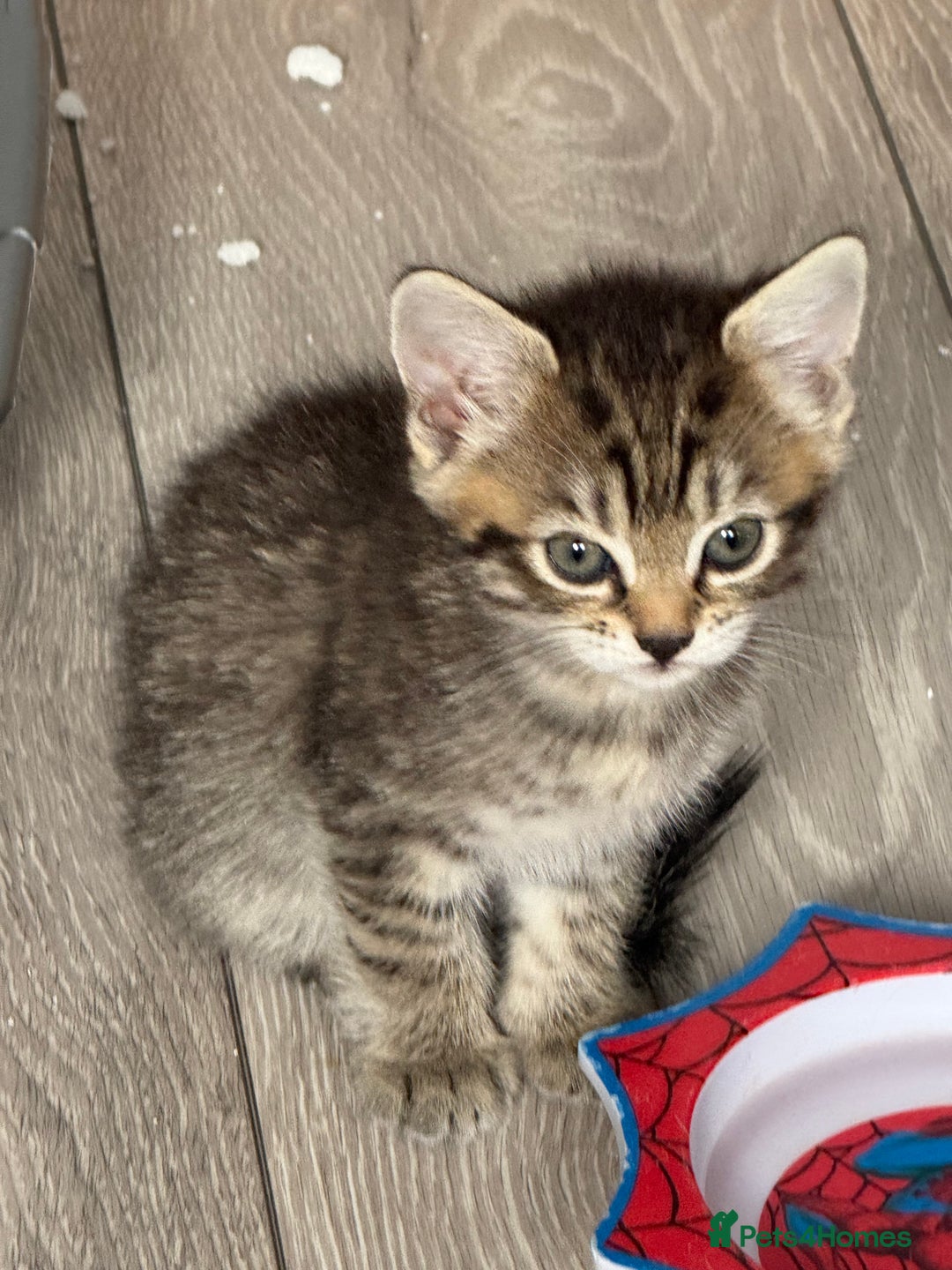 Turkish Angora cats for sale: Playful Kittens - Each ready for a loving home - Image 13