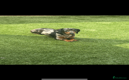 Miniature Dachshund dogs for sale: Miniature dachshund puppies for sale  - Advert 6