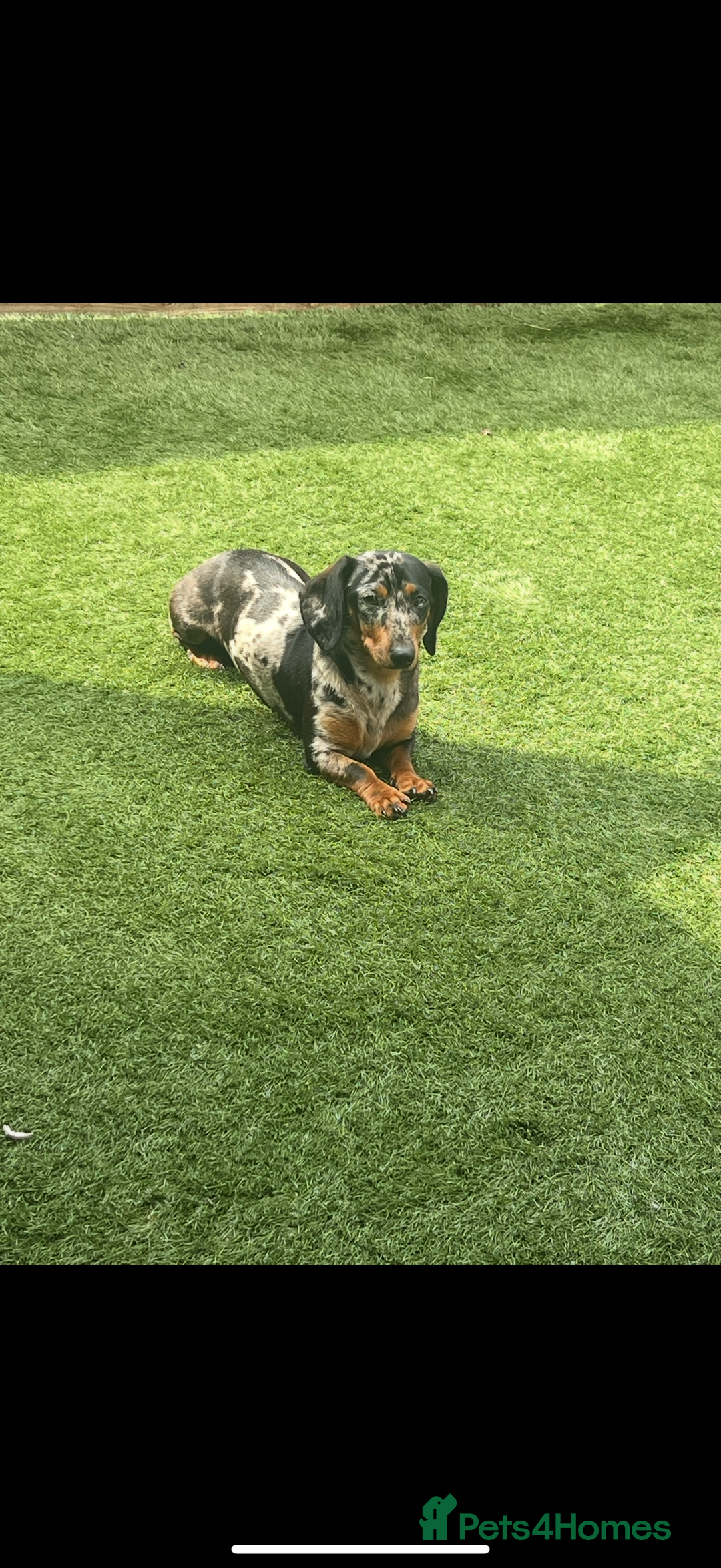 Miniature Dachshund dogs for sale: Miniature dachshund puppies for sale  - Advert 6