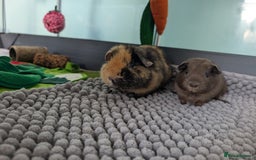 Guinea Pig rodents for sale: REHOMING TWO MALE GUINEAPIGS BOTH UNDER 6 MONTHS - Image 6
