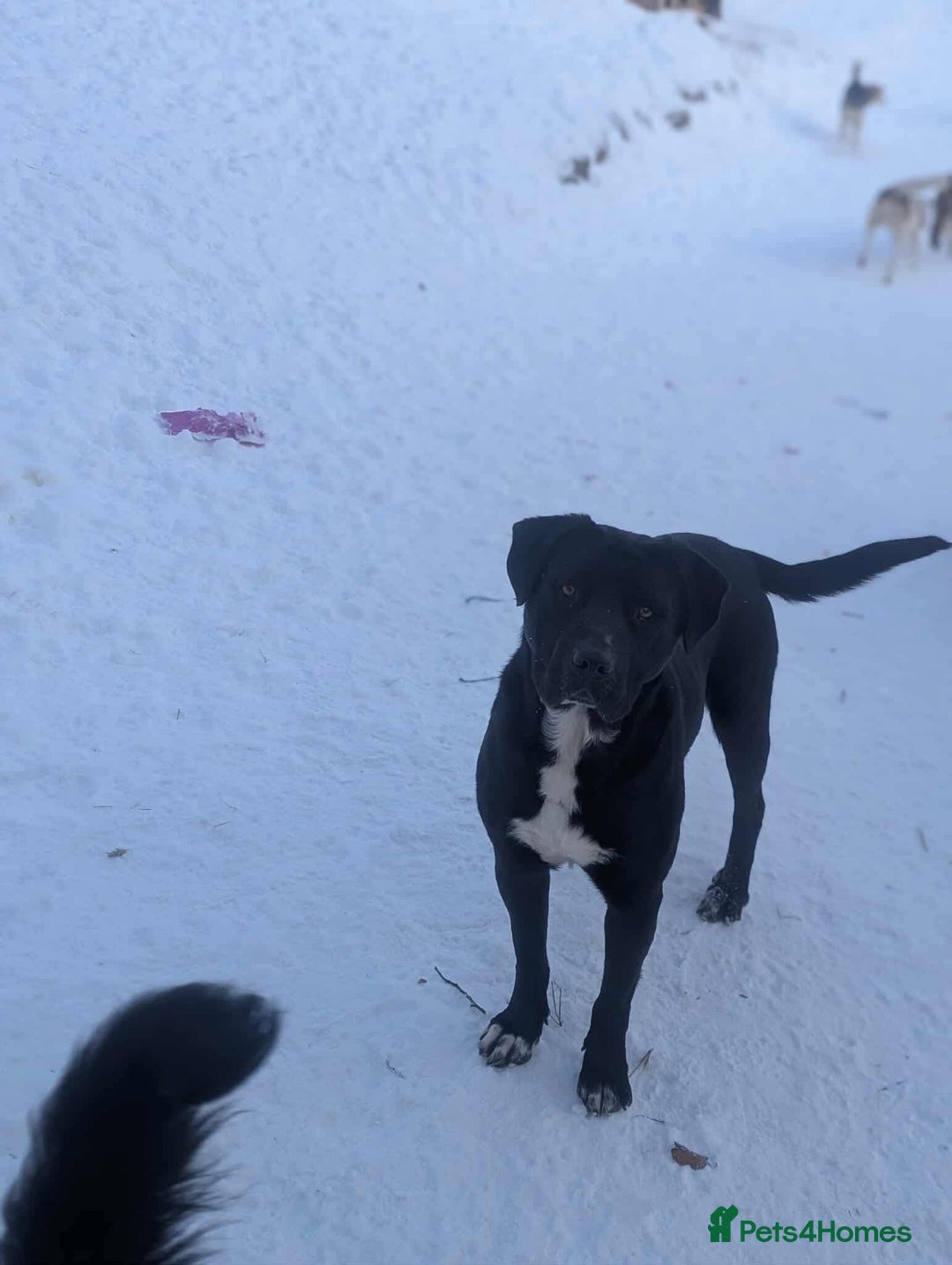 Mixed Breed dogs for adoption: Oreo 🖤 - Advert 5