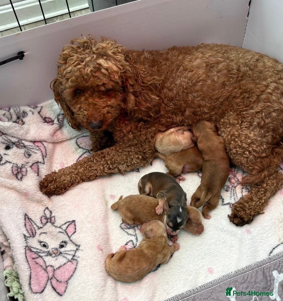 Cockapoo dogs for sale: Cockapoo pups  - Advert 3