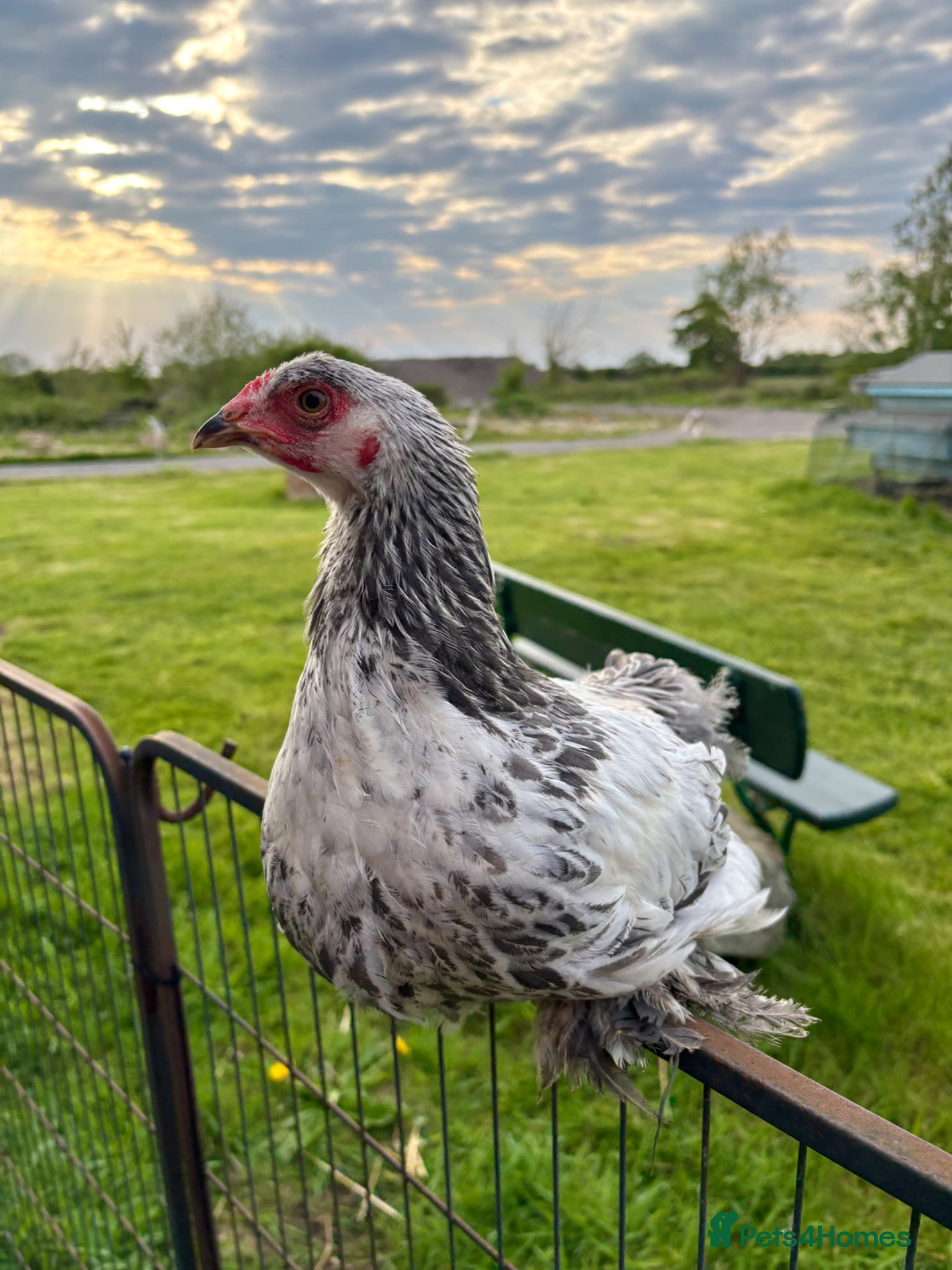 Chickens poultry Large Fowl Brahma Cockerels Mixed Colours - Advert 18