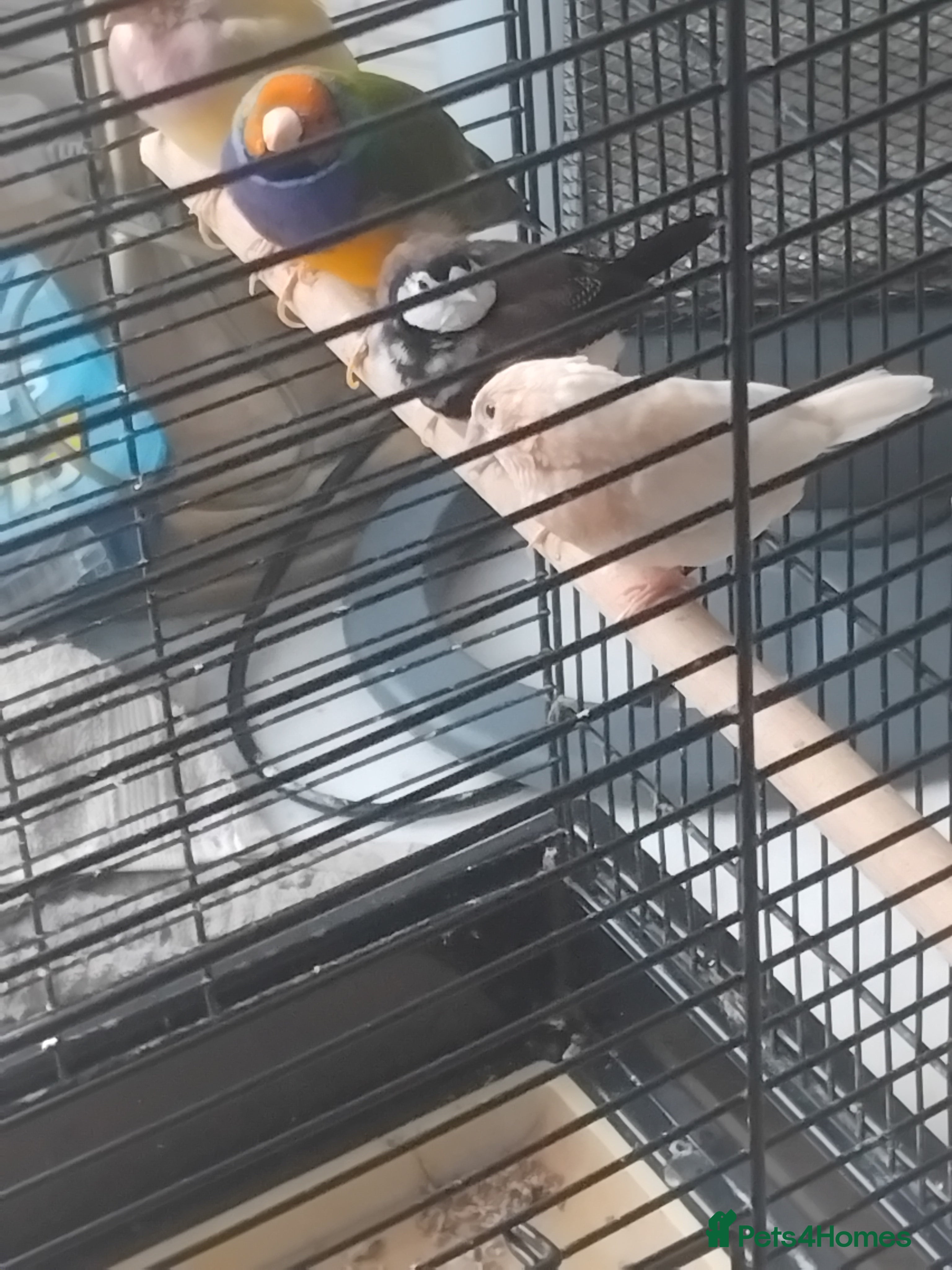 Finches birds Finches Birds - Advert 5