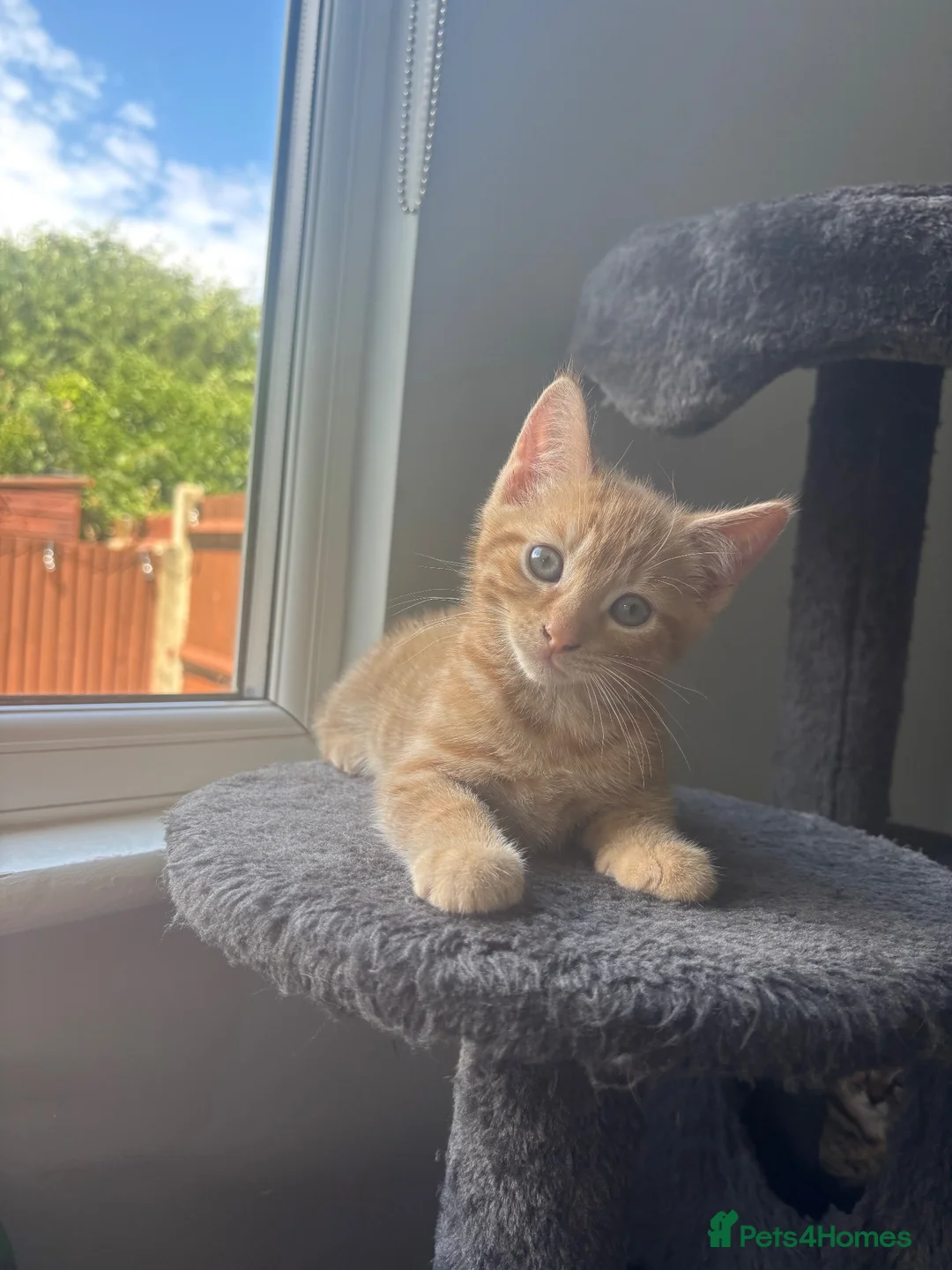 Mixed Breed cats for sale: beautiful kittens in Chatham - Advert 2