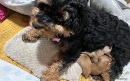 Cavapoo dogs for sale: Cavapoo  - Image 8