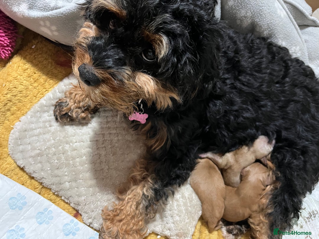 Cavapoo dogs for sale: Cavapoo  - Image 8