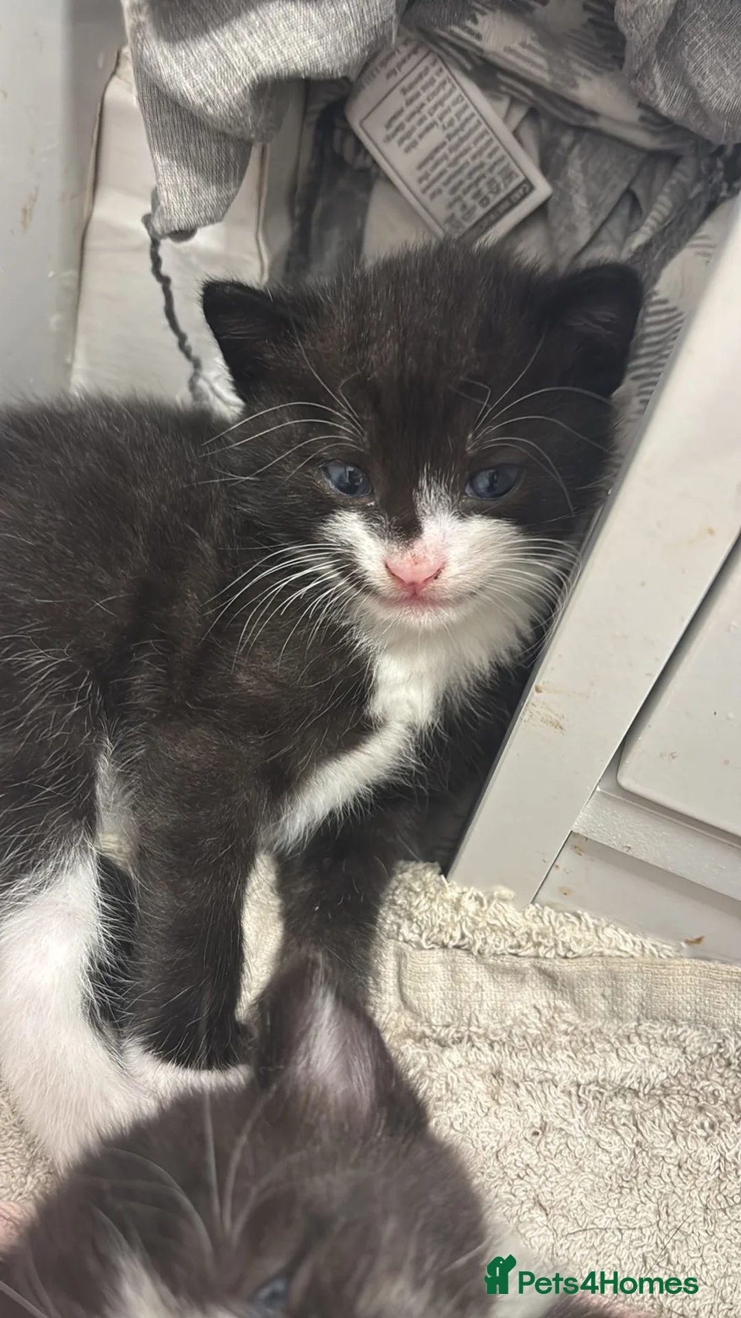 Bombay cats for sale: Beautiful black and white kittens  in Alford - Advert 6